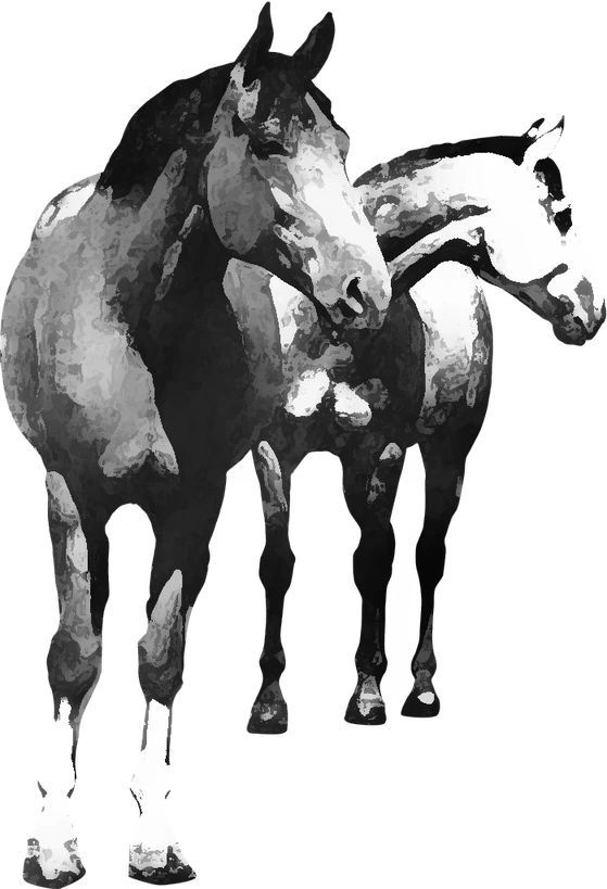 Centre équestre Morzine Équitation, Essert-Romand — deux chevaux